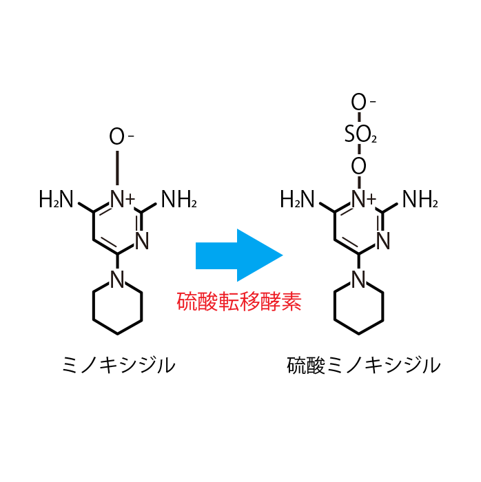 ミノキシジルと硫酸ミノキシジルの構造