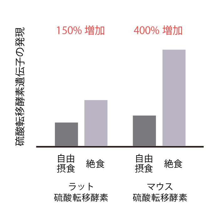 ラットおよびマウスにおける自由摂食時、絶食時の硫酸転移酵素遺伝子の発現比較