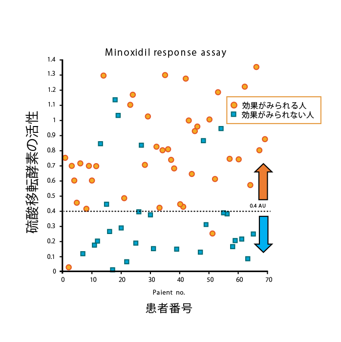 ミノキシジルの効果と硫酸転移酵素活性の関係
