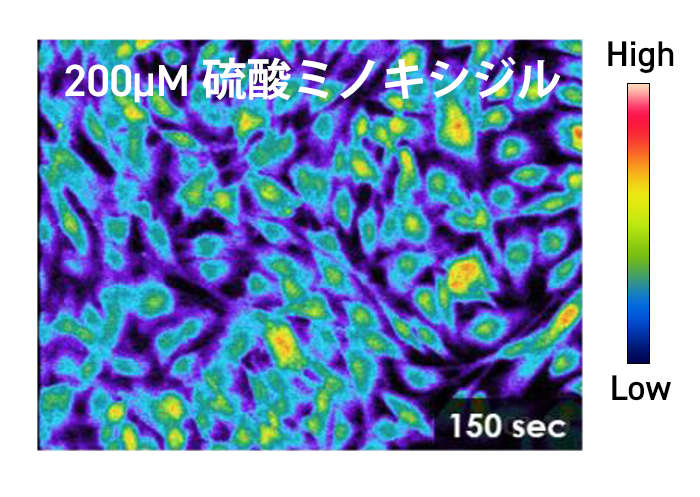 K＋チャネル動態の発光イメージング